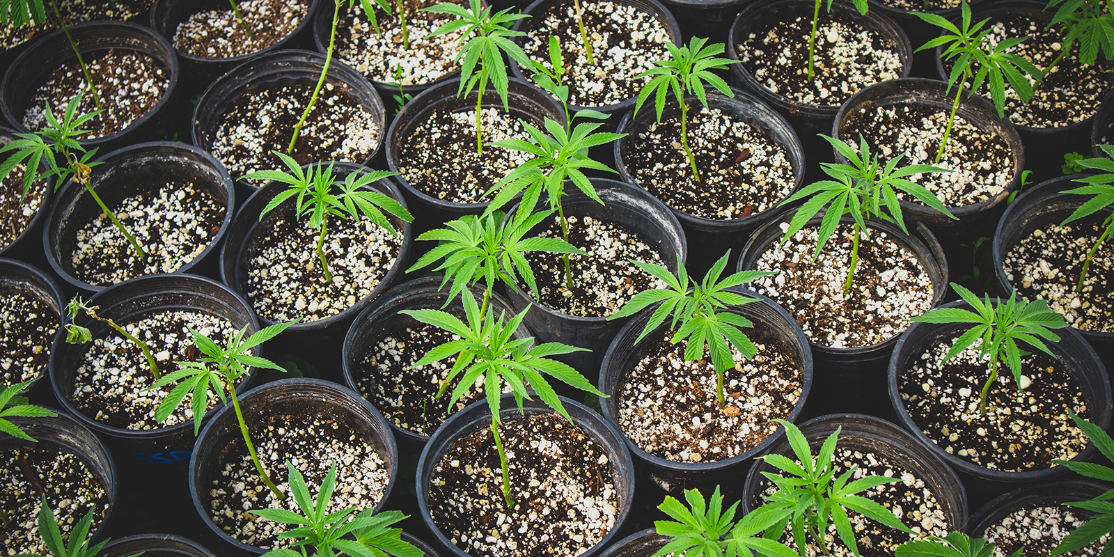 Usa esquejes o el mismo fenotipo para uniformar la canop&iacute;a