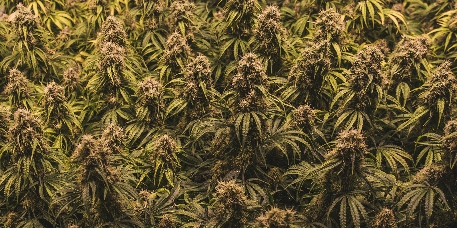 Por qu&eacute; la elecci&oacute;n de la variedad importa en un montaje Sea of Green