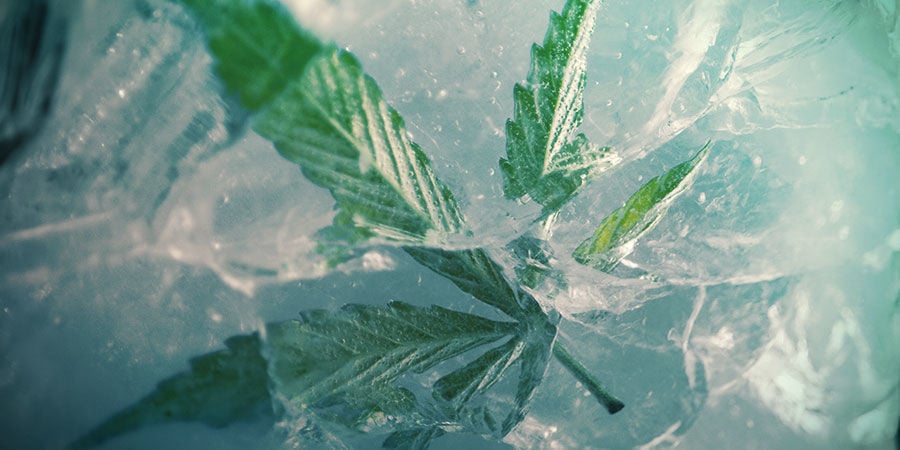 ¿Es Buena Idea Congelar La Marihuana?