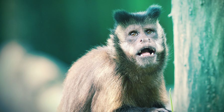 Monos Capuchinos Y Lemures Que Les Encanta Colocarse - Milpiés Alucinógenos