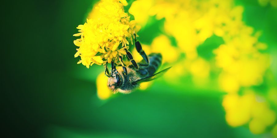 Abejas Que Les Encanta Colocarse - Alcohol