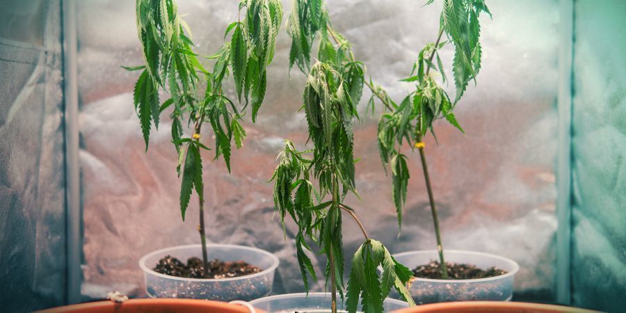 CULTIVO DE CANNABIS CON ESQUEJES: INCONVENIENTES