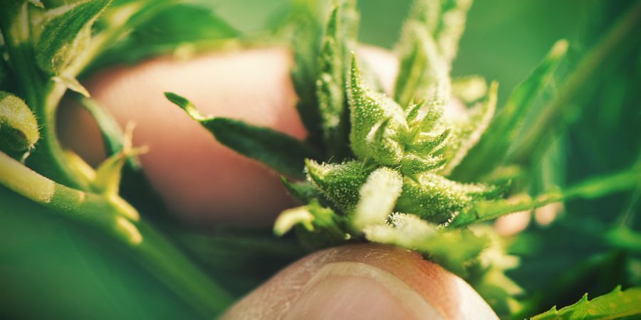 CULTIVO DE CANNABIS CON SEMILLAS: INCONVENIENTES