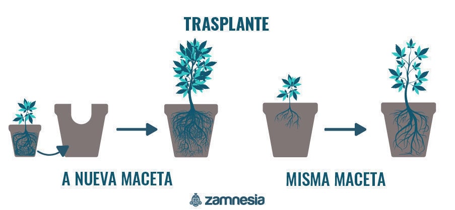 Transplante Planta De Cannabis