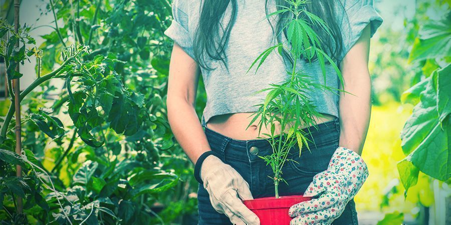 Trasplantar plantas de cannabis