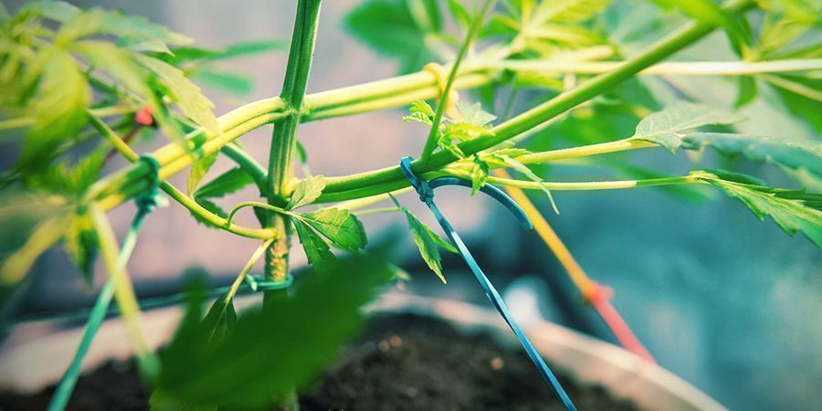 Cómo Cultivar Marihuana Extrasabrosa