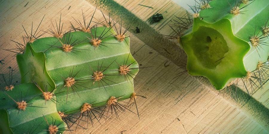 Una Guía Para Reproducir Cactus De Mescalina Con Esquejes - Zamnesia Blog