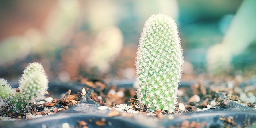 Plantar Tus Esquejes De Cactus Secos Y Con Callo