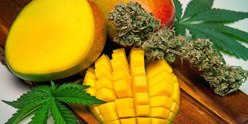 Consume Cannabis Con Un Poco De Mango