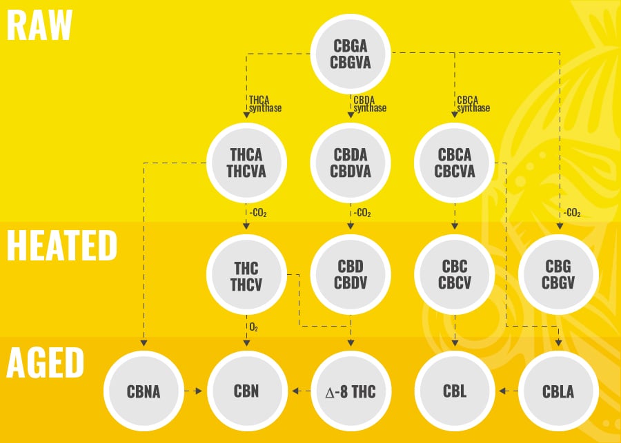 La Biosíntesis Del CBC