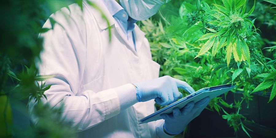 LA INVESTIGACIÓN FUTURA ABRIRÁ UN LUGAR PARA EL CBDA EN EL MUNDO DEL CANNABIS