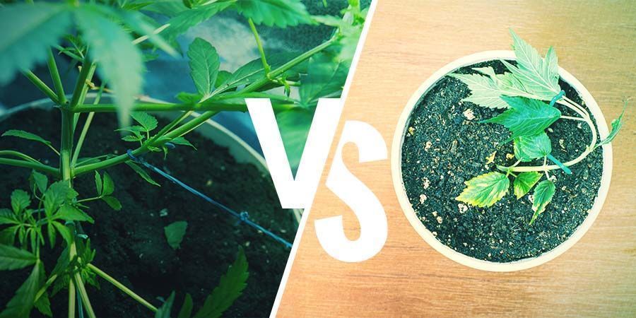 Entrenar Tus Plantas De Cannabis: LST VS. HST