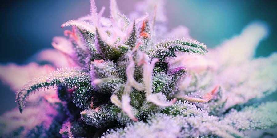 Purple Punch: Popularidad Y Curiosidades