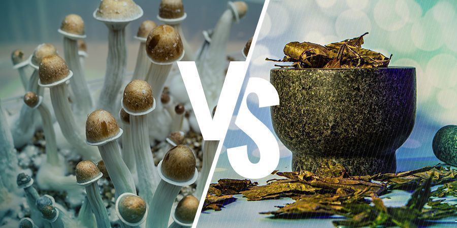 Psilocibina Vs Dmt: Similitudes Y Diferencias