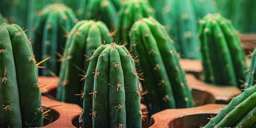 El Cactus Antorcha Peruana Tiene 10 Veces Más Mescalina Que El San Pedro