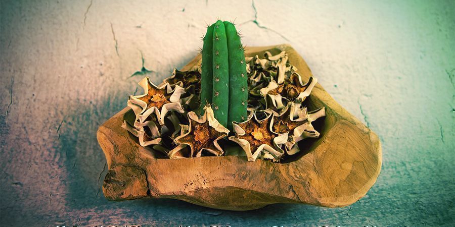 La Mayoría De Los Alcaloides De Mescalina Están En La Piel Exterior Del Cactus