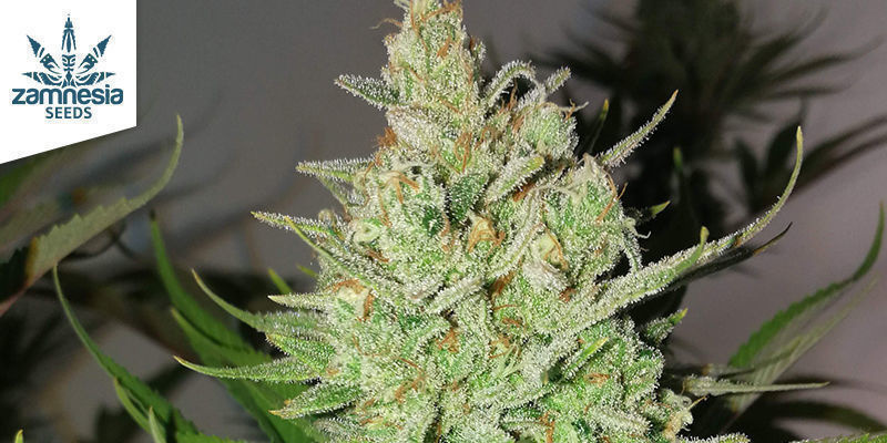 LEMON POWER HAZE DE ZAMNESIA SEEDS