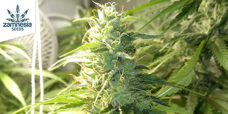 Gelato de Zamnesia Seeds