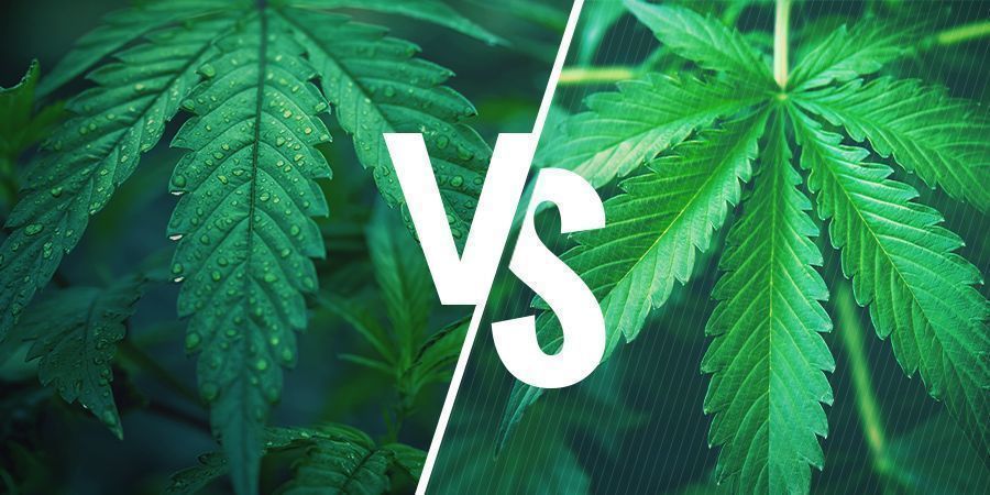 Índica Vs. Sativa: Elige La Variedad Adecuada Para Tus Comestibles De Cannabis