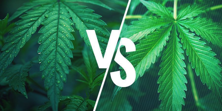 Índica Vs. Sativa: Elige La Variedad Adecuada Para Tus Comestibles De Cannabis