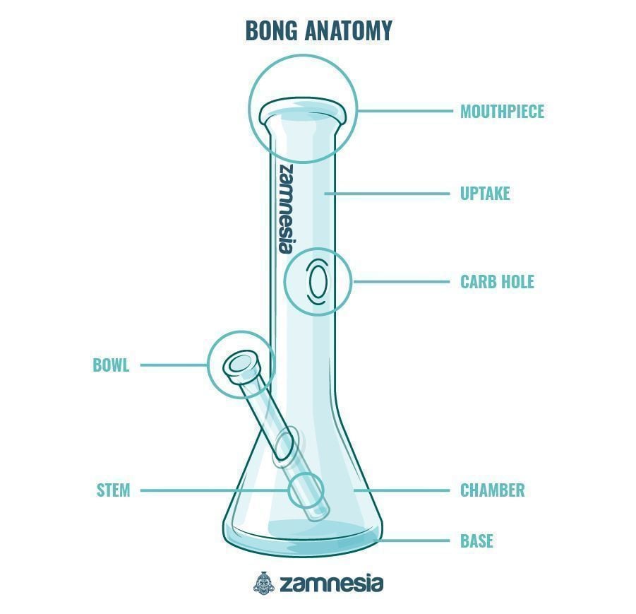 Anatomía Del Bong