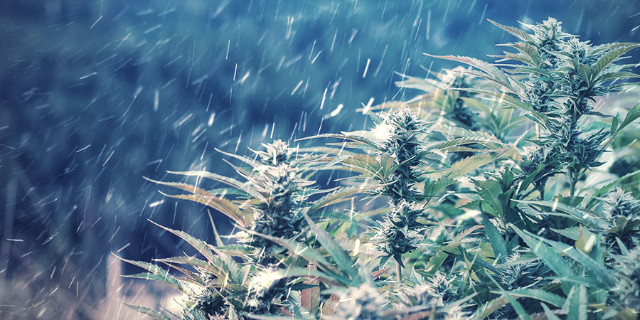 ¿ES POSIBLE CULTIVAR MARIHUANA EN INVIERNO?