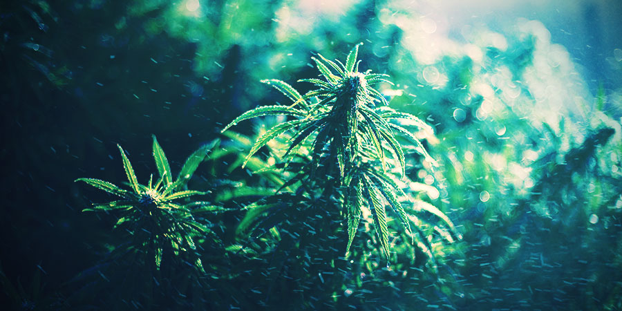 CÓMO CULTIVAR MARIHUANA AL AIRE LIBRE EN INVIERNO