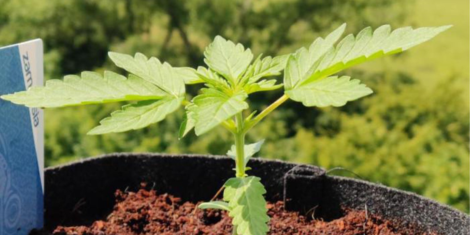 Regiones donde el cultivo invernal es más viable