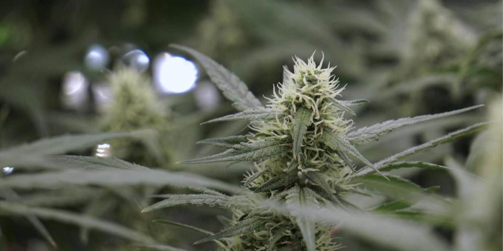 ¿Y si cultivas en interior?