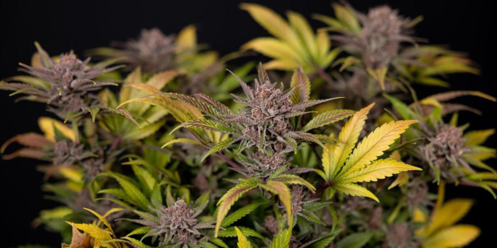 Consejos para plantar marihuana en invierno