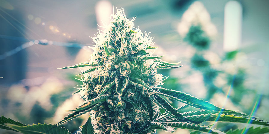 INICIA TU CULTIVO EN INTERIOR