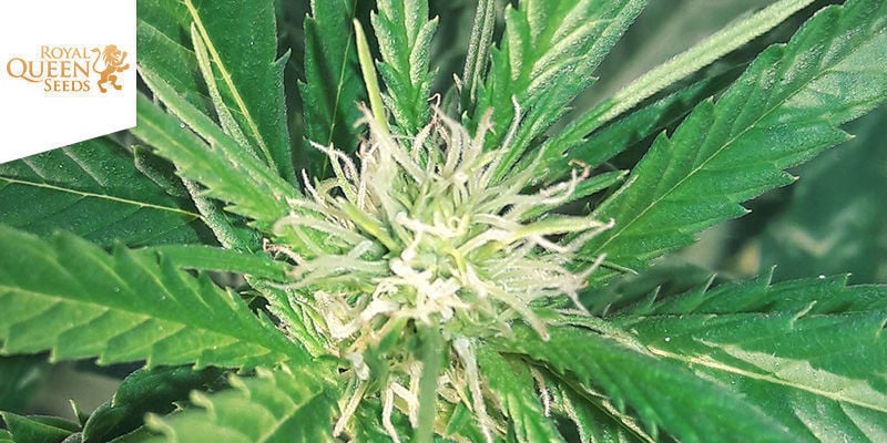 Cannabis Cup Vasca, También Conocida Como Expogrow