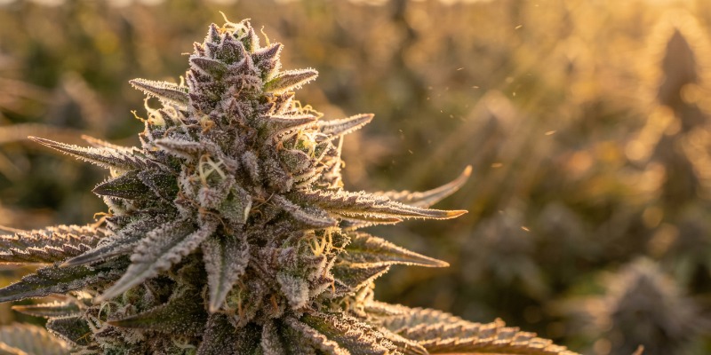 Una nueva generación de variedades premiadas Una nueva generación de variedades premiadas