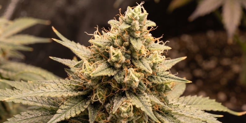 Amnesia Haze Autoflower (Zamnesia Seeds) Amnesia Haze Autoflower (Zamnesia Seeds)