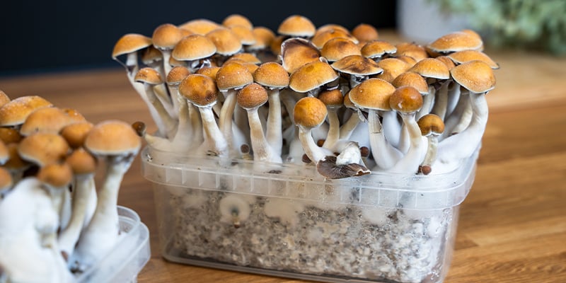 Kits de cultivo: la forma m&aacute;s f&aacute;cil de cultivar setas alucin&oacute;genas