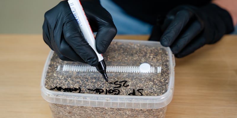 &iquest;Cu&aacute;nto se tarda en cultivar setas alucin&oacute;genas?
