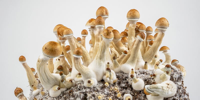 La v&iacute;a m&aacute;s sencilla para cultivar setas alucin&oacute;genas