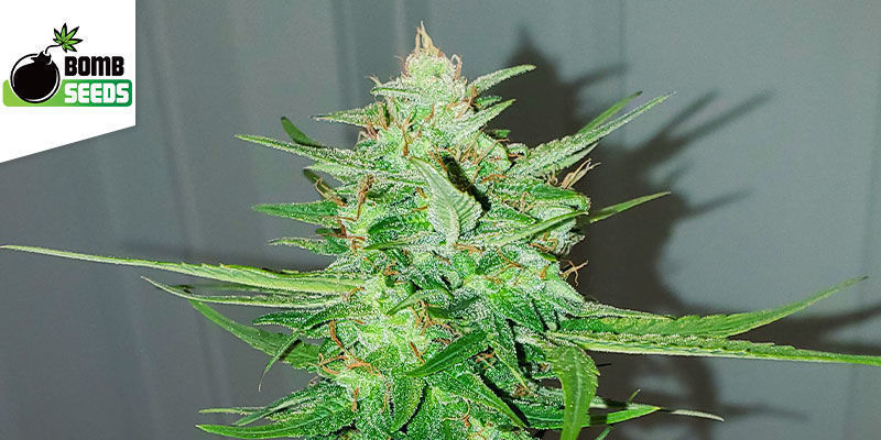 Cosmic Bomb Auto — Bomb Seeds