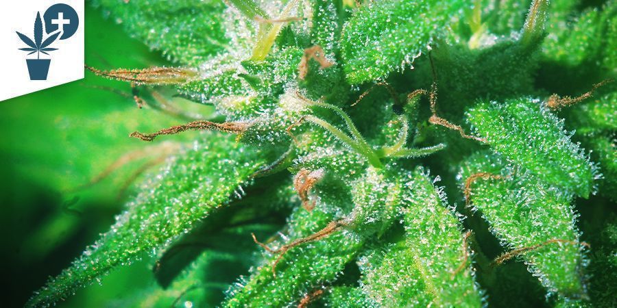 VENTAJAS DE LOS MICROSCOPIOS PARA LOS CULTIVADORES