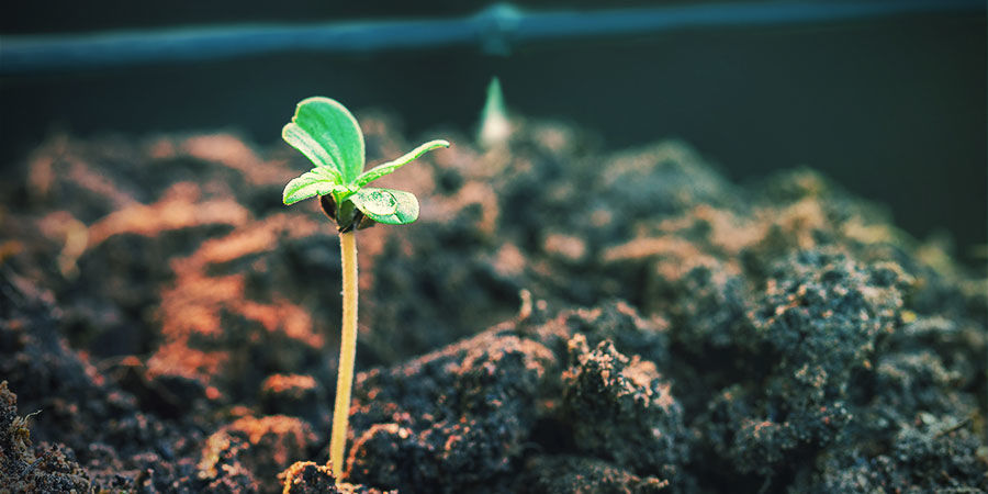 VENTAJAS DE UN SISTEMA DE RIEGO PARA EL CANNABIS