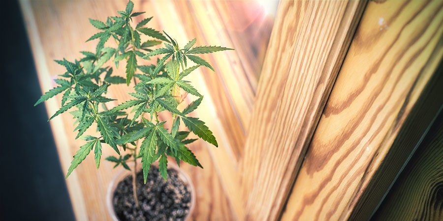 Cómo Cultivar Cannabis En Una Ventana O En Un Salón