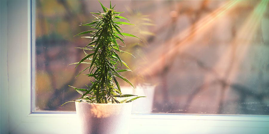 Qué Puedes Esperar Del Cannabis Cultivado Fuera De Un Cuarto De Cultivo