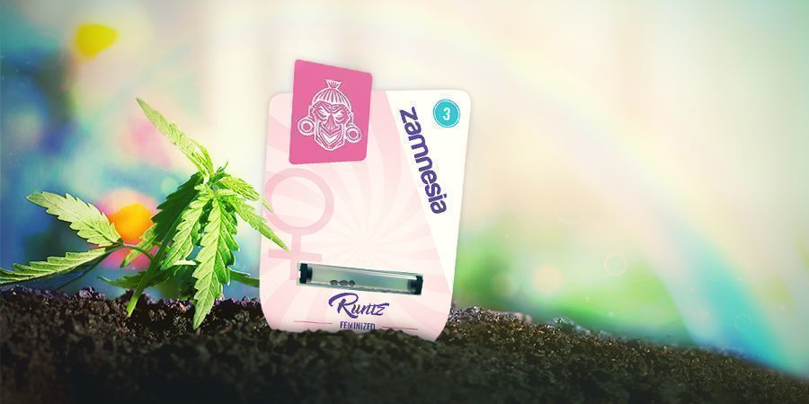 CULTIVO DE RUNTZ