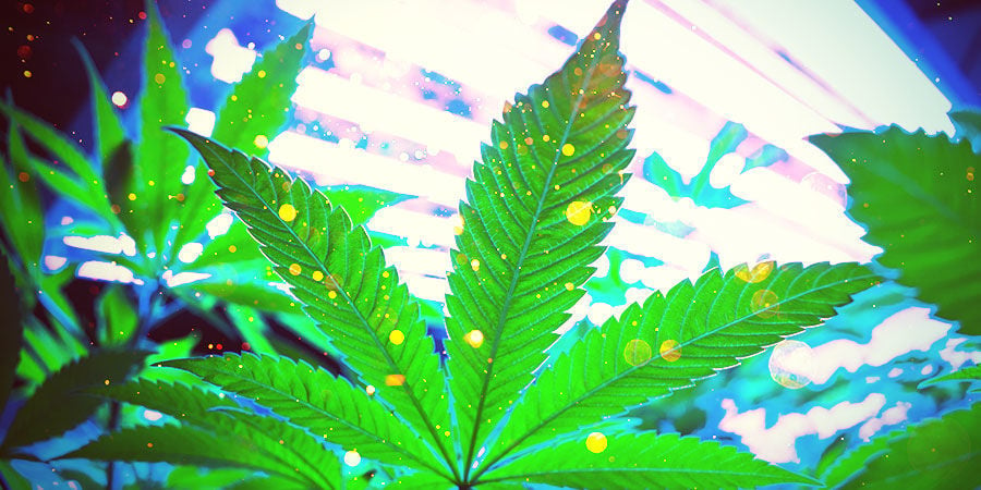 Cuarto De Cultivo De Cannabis: Iluminación