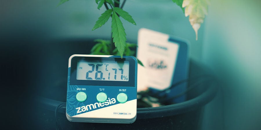 Cuarto De Cultivo De Cannabis: Temperatura Y Humedad