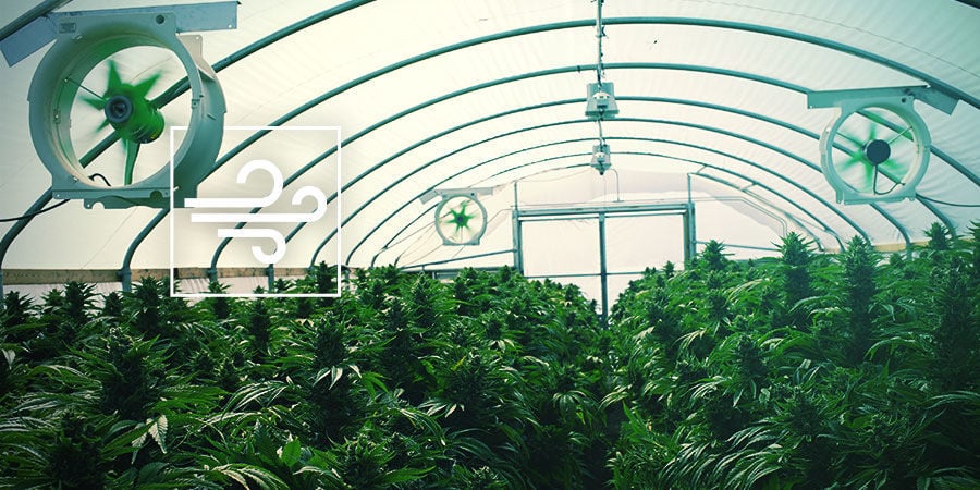 Cuarto De Cultivo De Cannabis: Ventilación