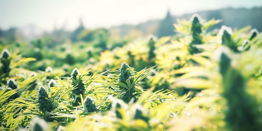 Cultiva marihuana al aire libre para ahorrar dinero de forma sencilla