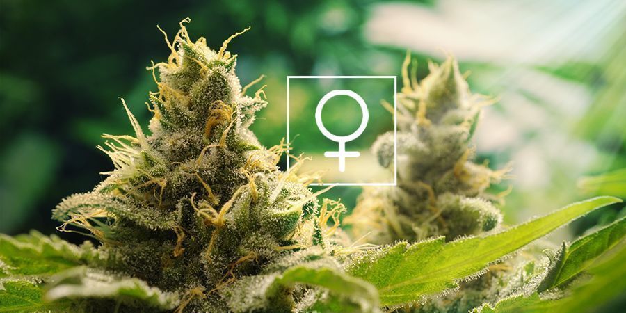 ¿Cuánta Luz Solar Necesita La Marihuana Feminizadas?