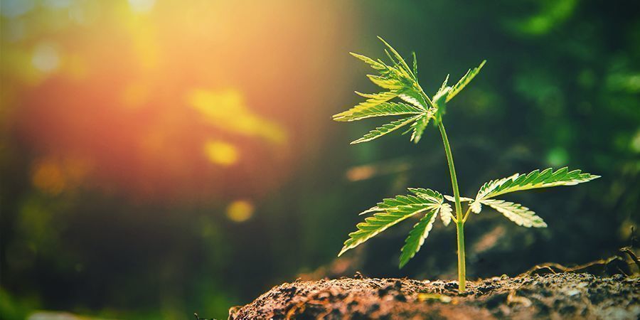 Hay Demasiada Luz Solar Cannabis