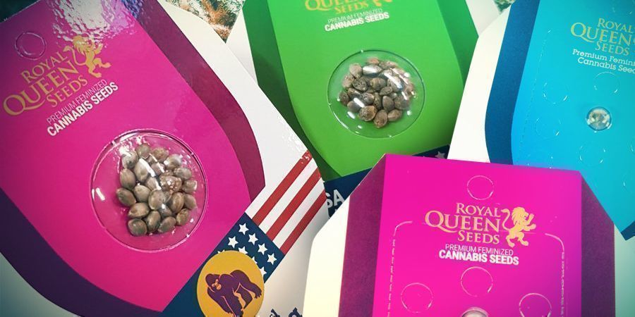 Royal Queen Seeds